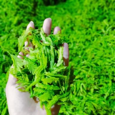 အရီးချို မန်ကျည်းချဉ် 550g